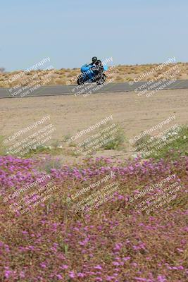 media/Mar-12-2023-SoCal Trackdays (Sun) [[d4c8249724]]/Turn 15 Inside Bloom (130pm)/